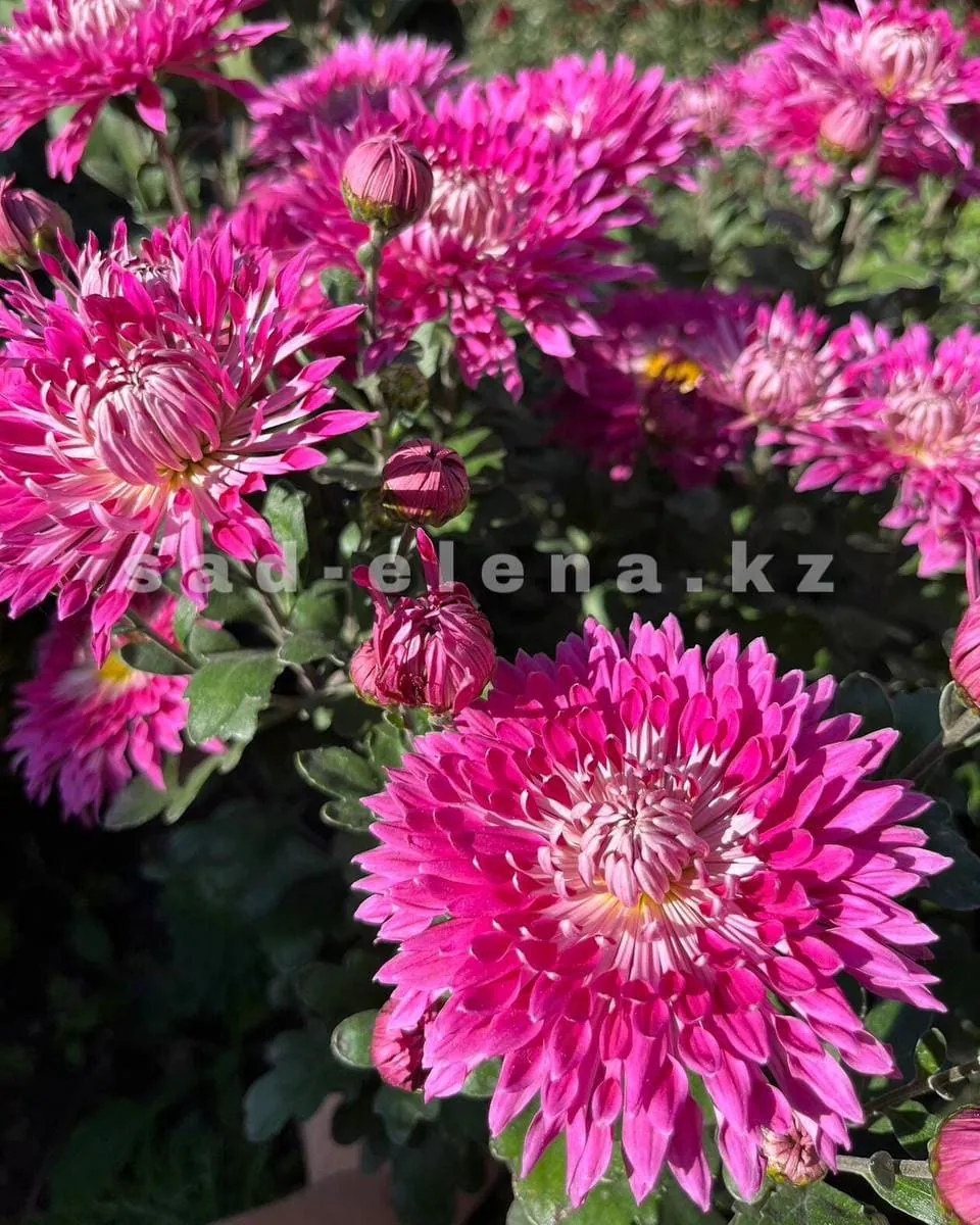 №48. Улыбка
