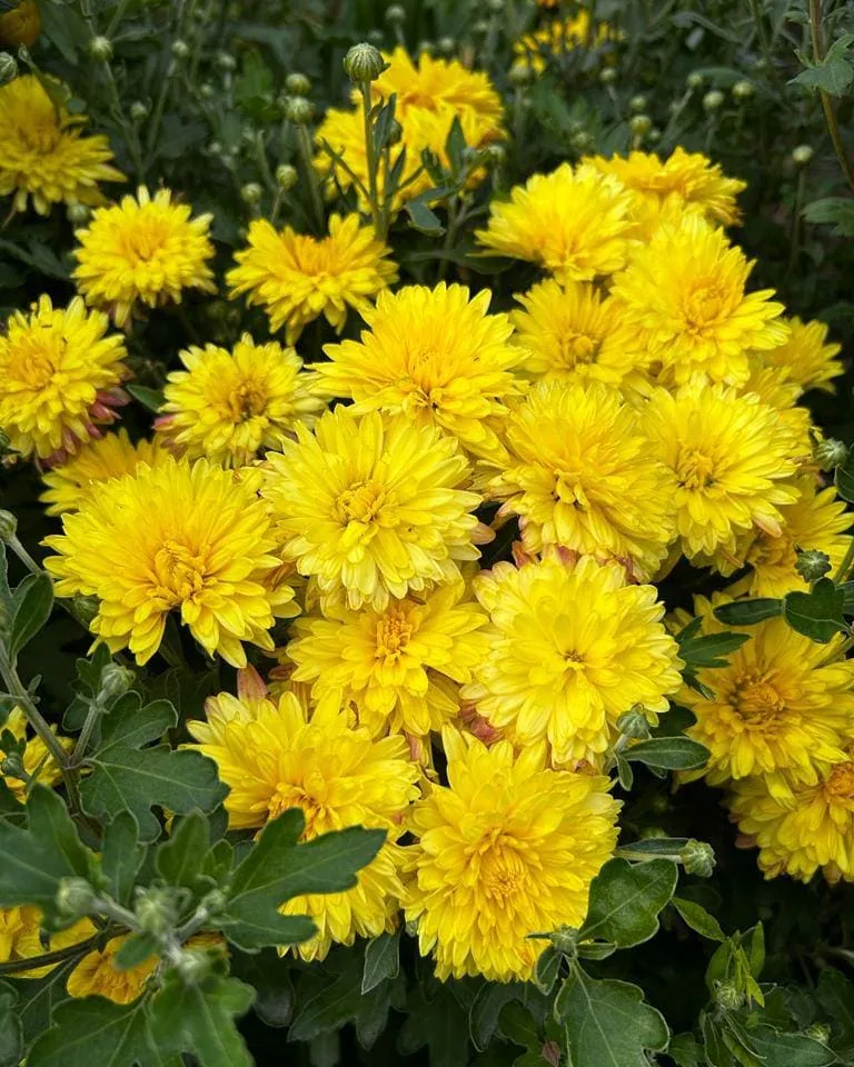 №55. Сяйво