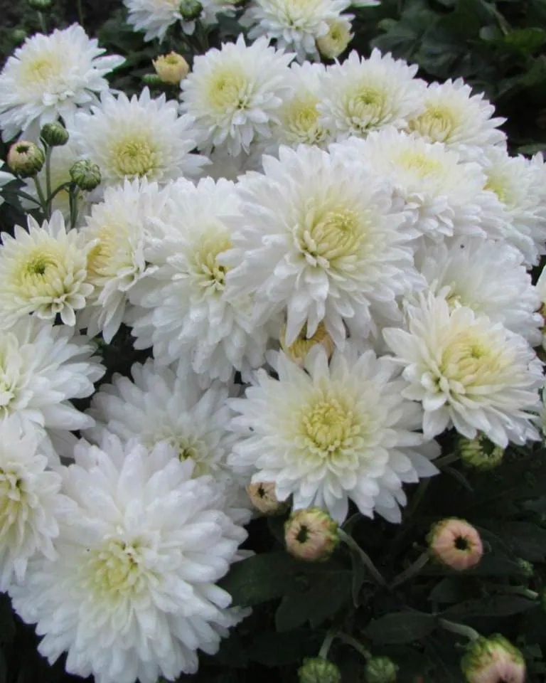 №58. Гном