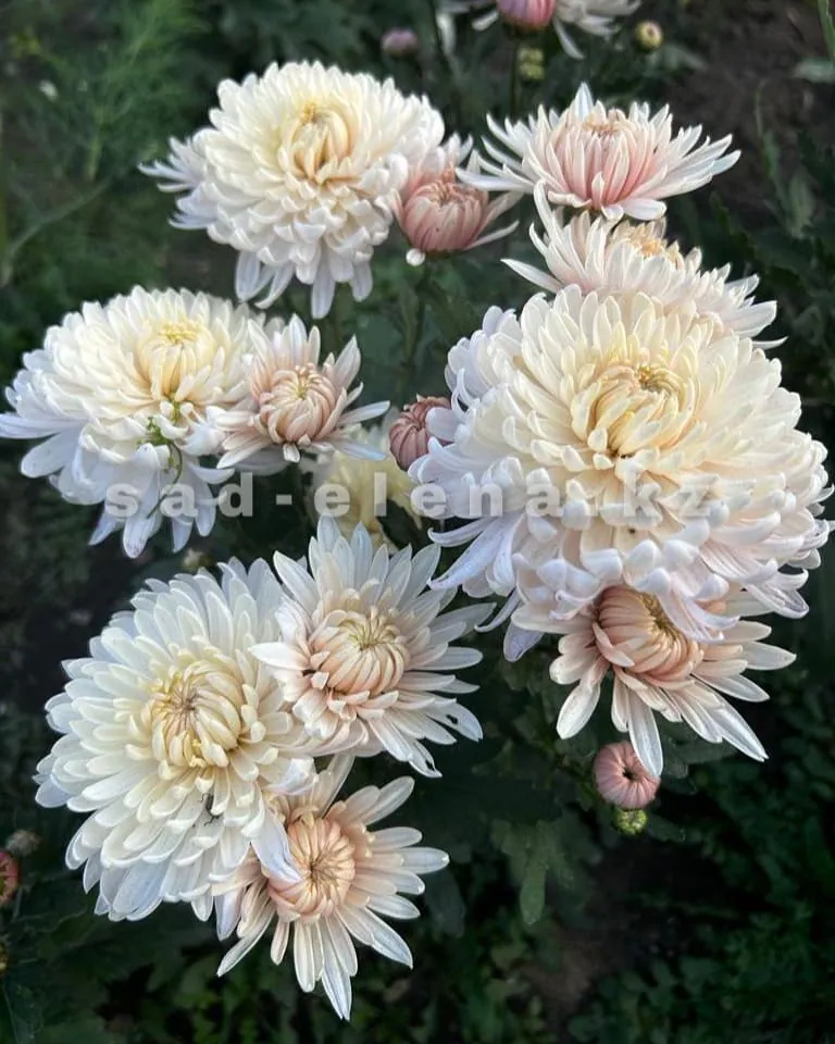 №59. Незнакомка