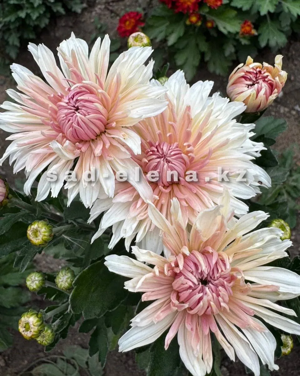 №61. Камелия