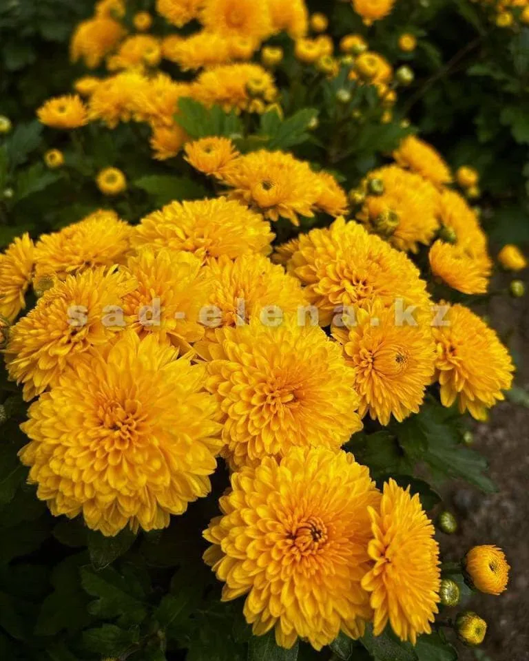 №64. Мишаль