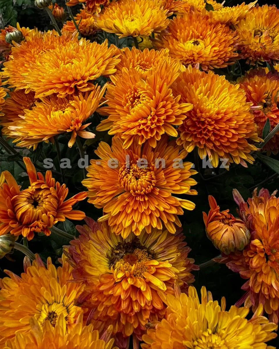 №68. Стожары