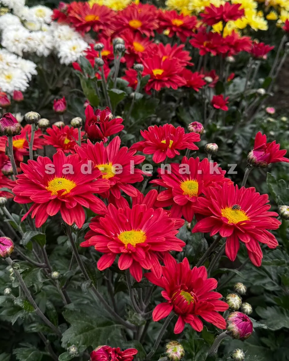 №75. Enbee Wedding Red