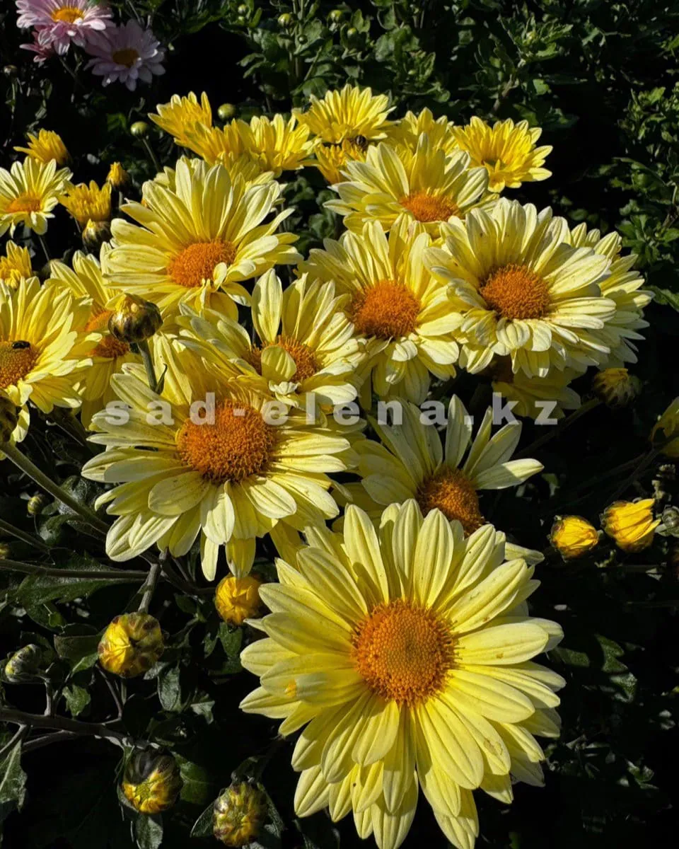 №76. Enbee Wedding Yellow