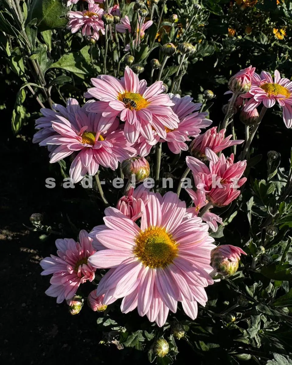 №77. Enbee Wedding Pink