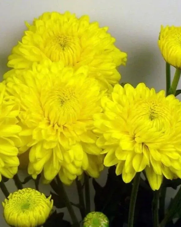 №78. Ellen Yellow