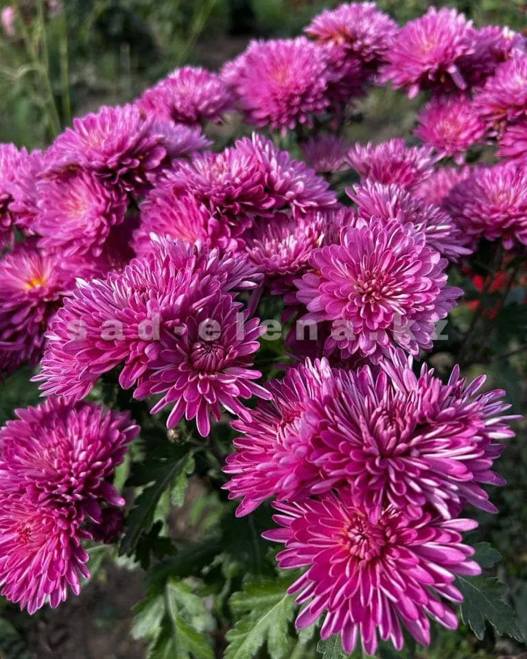 №81. Вишневый сад