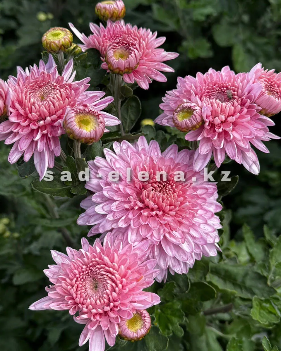 №85. Marielle Pink