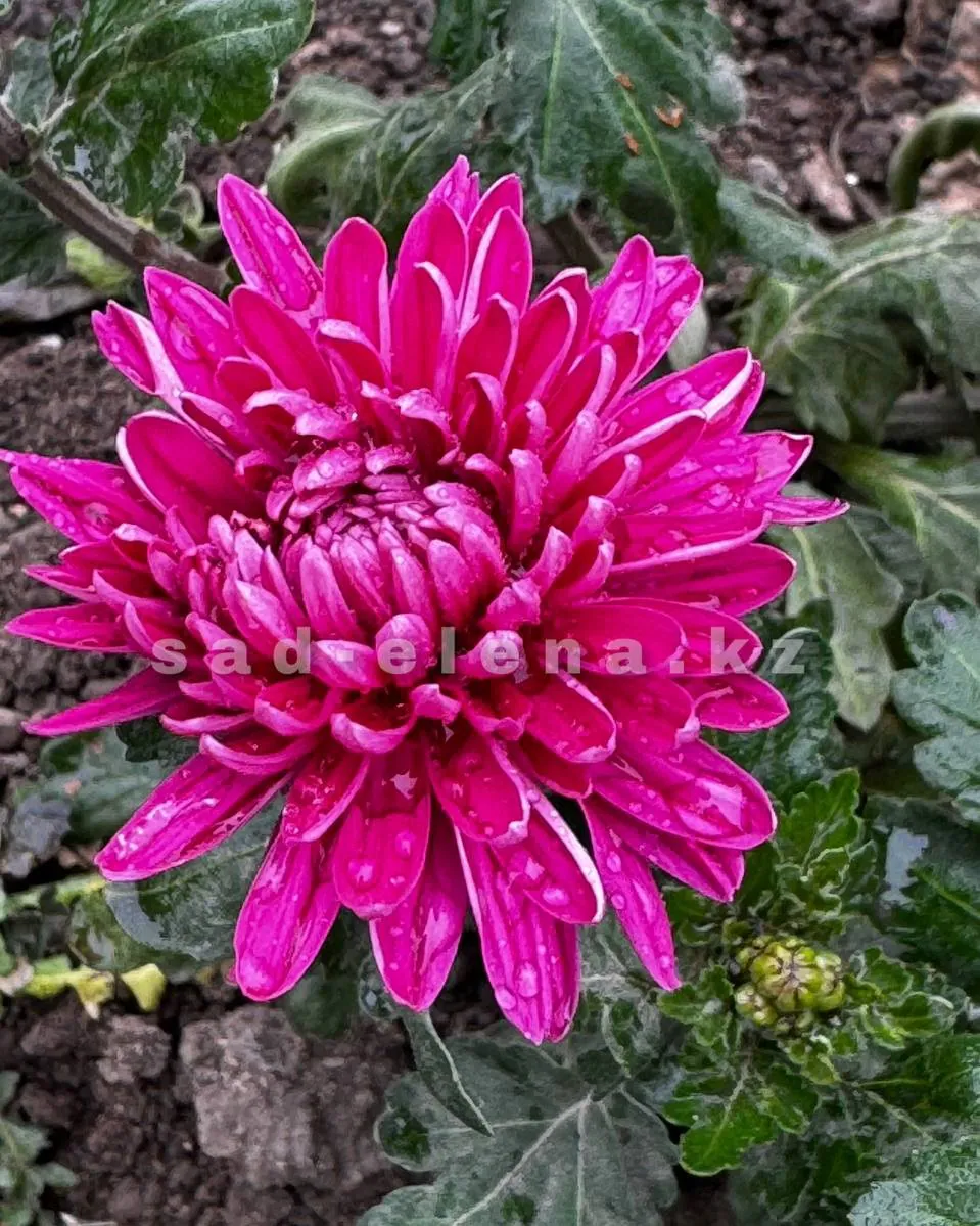 №92. Gompie Lilac