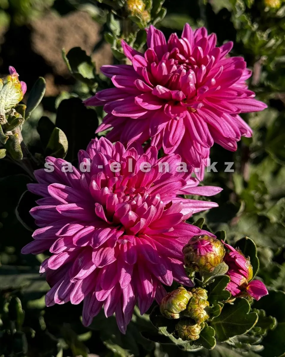 №94. Gompie Purple
