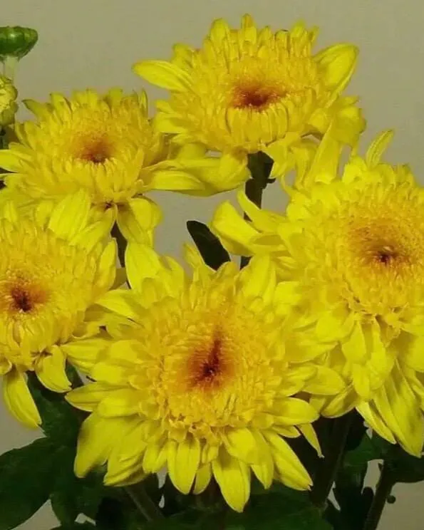 №95. Gompie Yellow