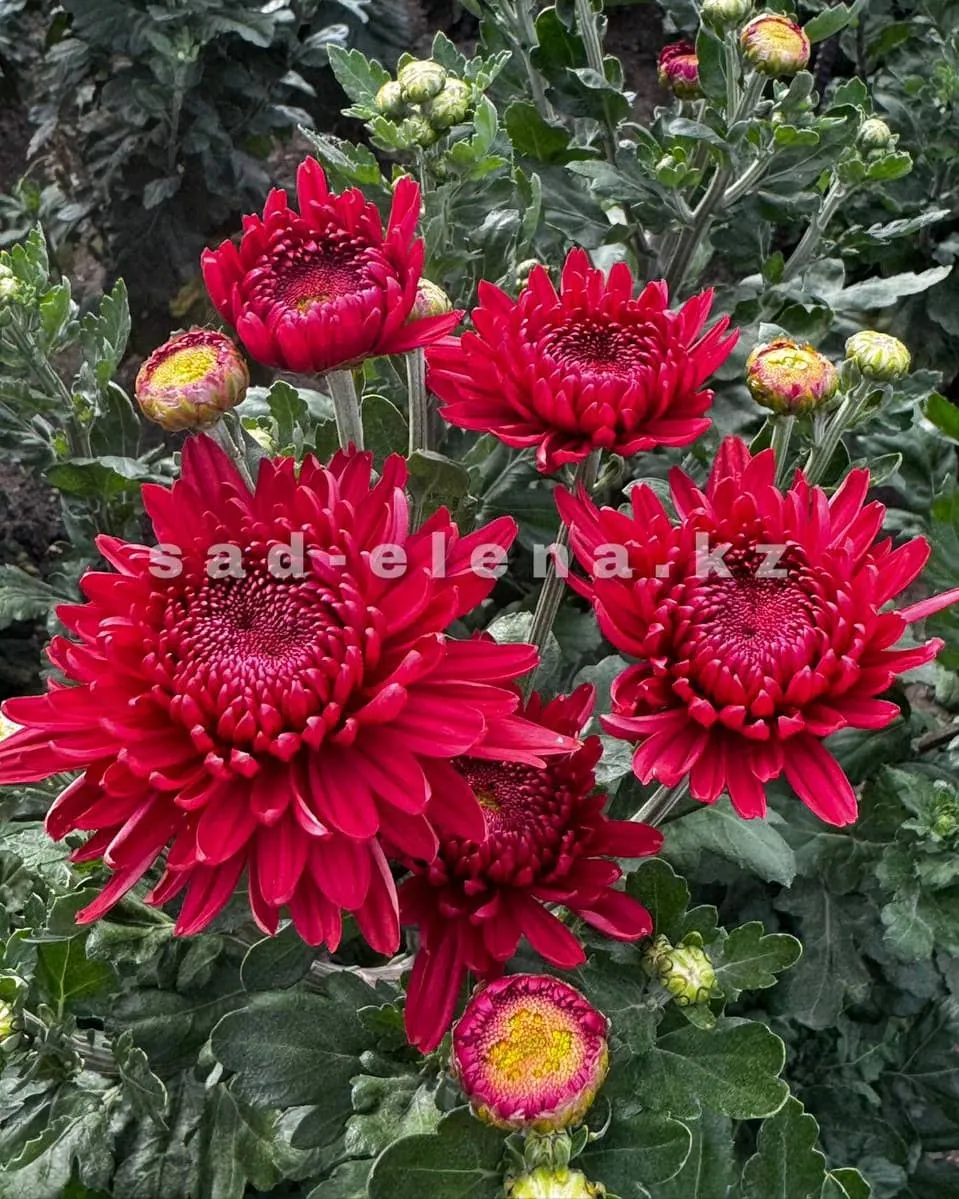 №96. Gompie Red