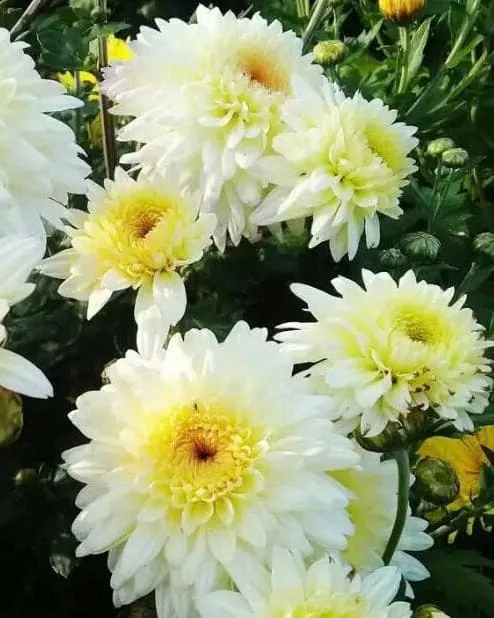 №97. Gompie White
