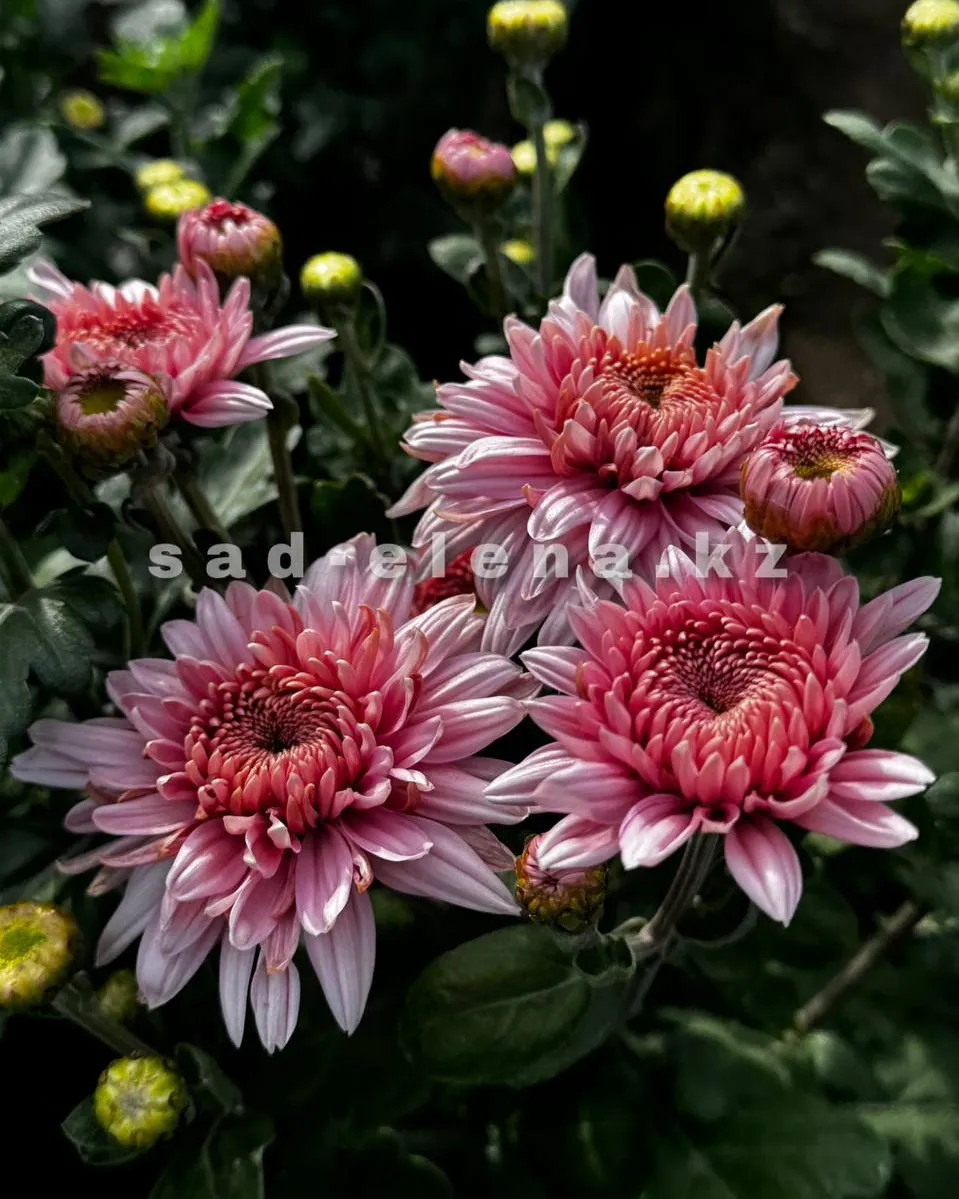 №99. Gompie Pink