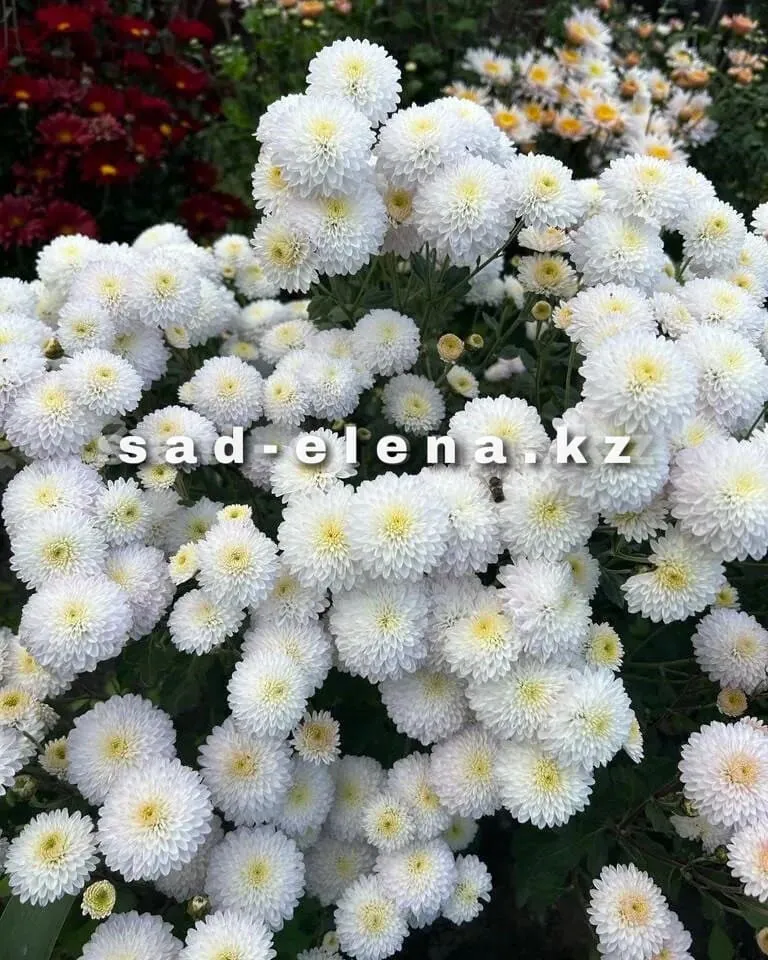 №111. Жемчужинка