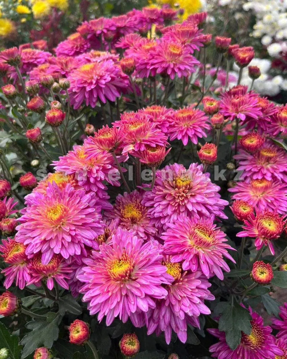 №113. Iren Pink