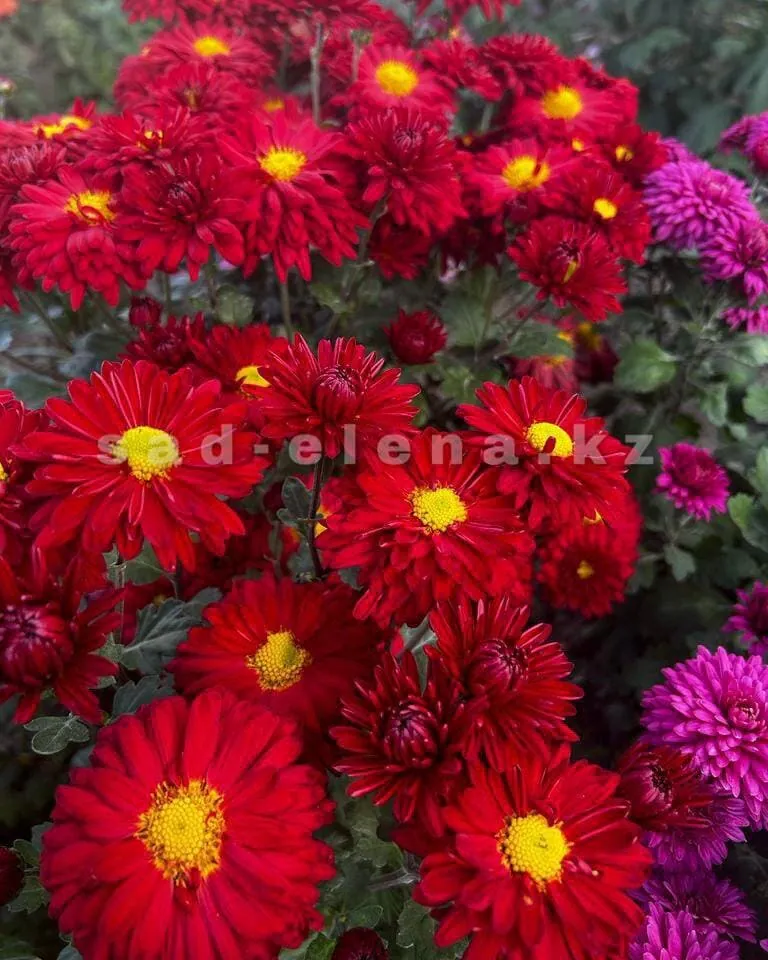 №115. Вродлива