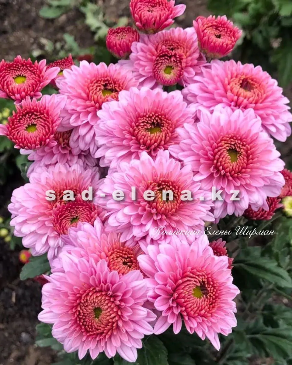 №117. Bella Anna