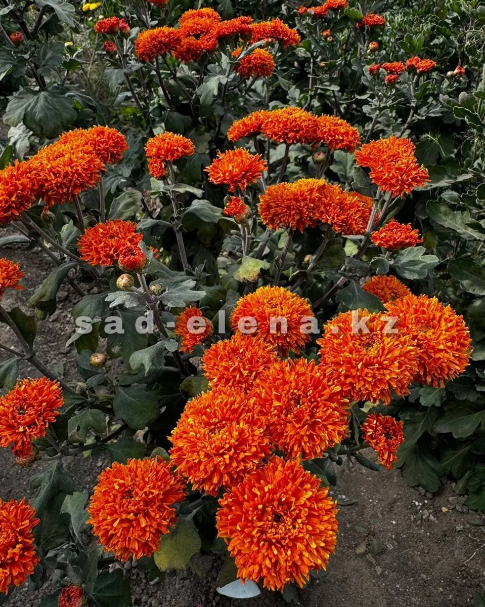 №122. Янтарная леди