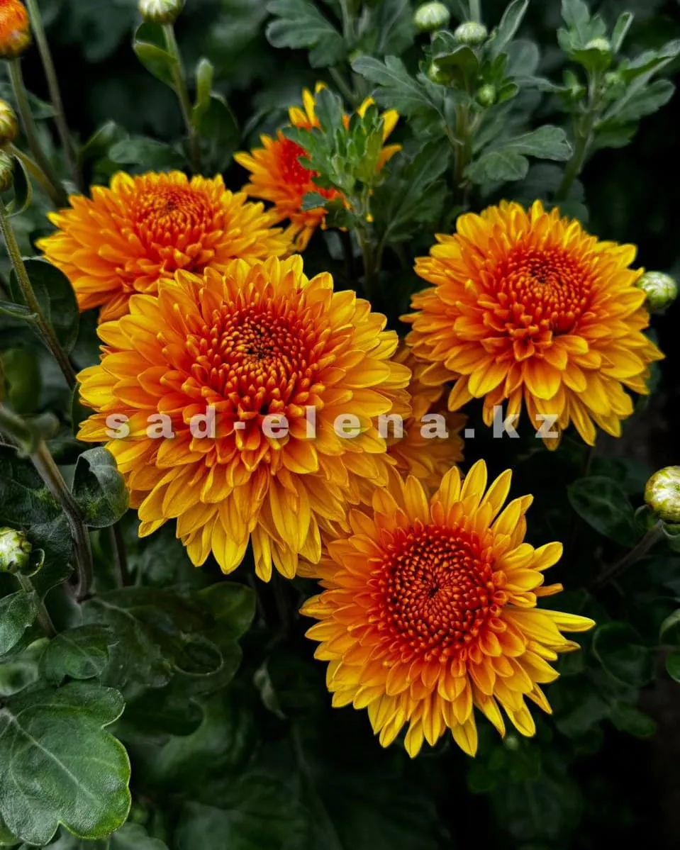 №133. Wendy Yellow