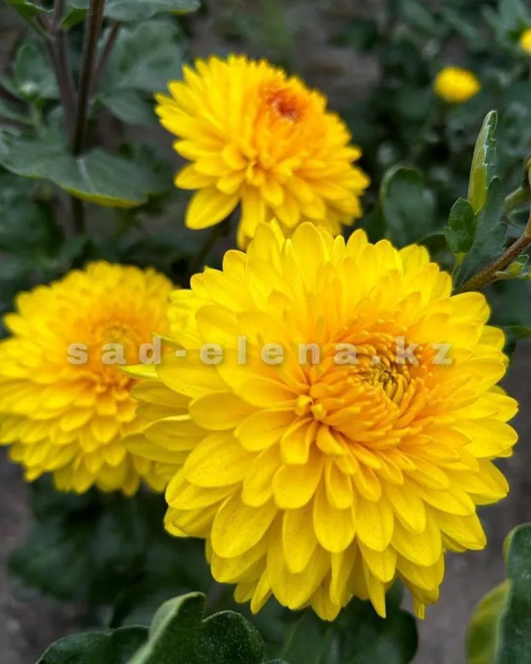 №135. Heidi Yellow