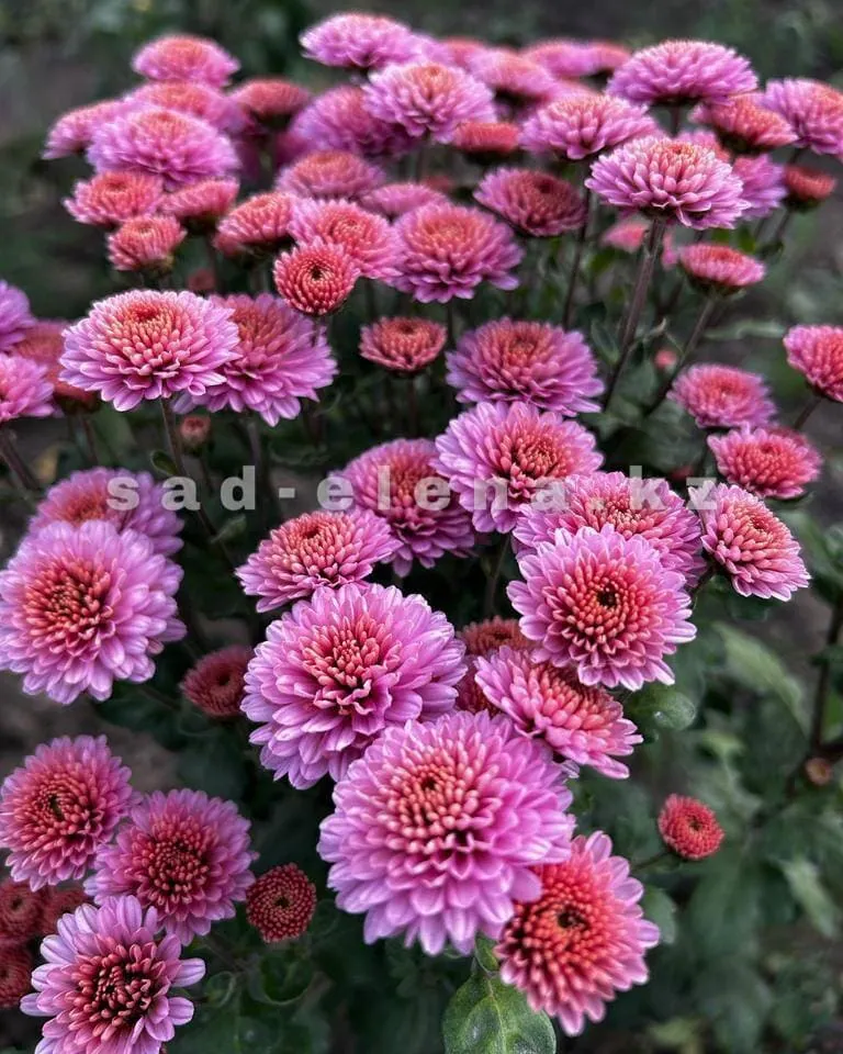 №147. Дюймовочка