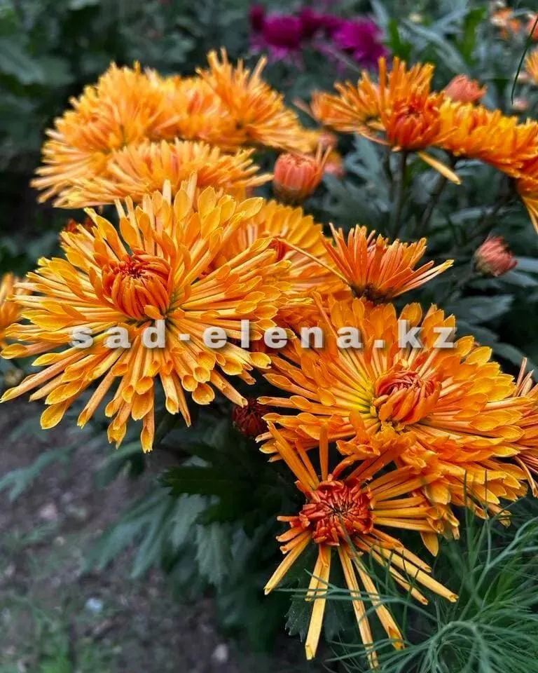 №149. Осеннее рандеву