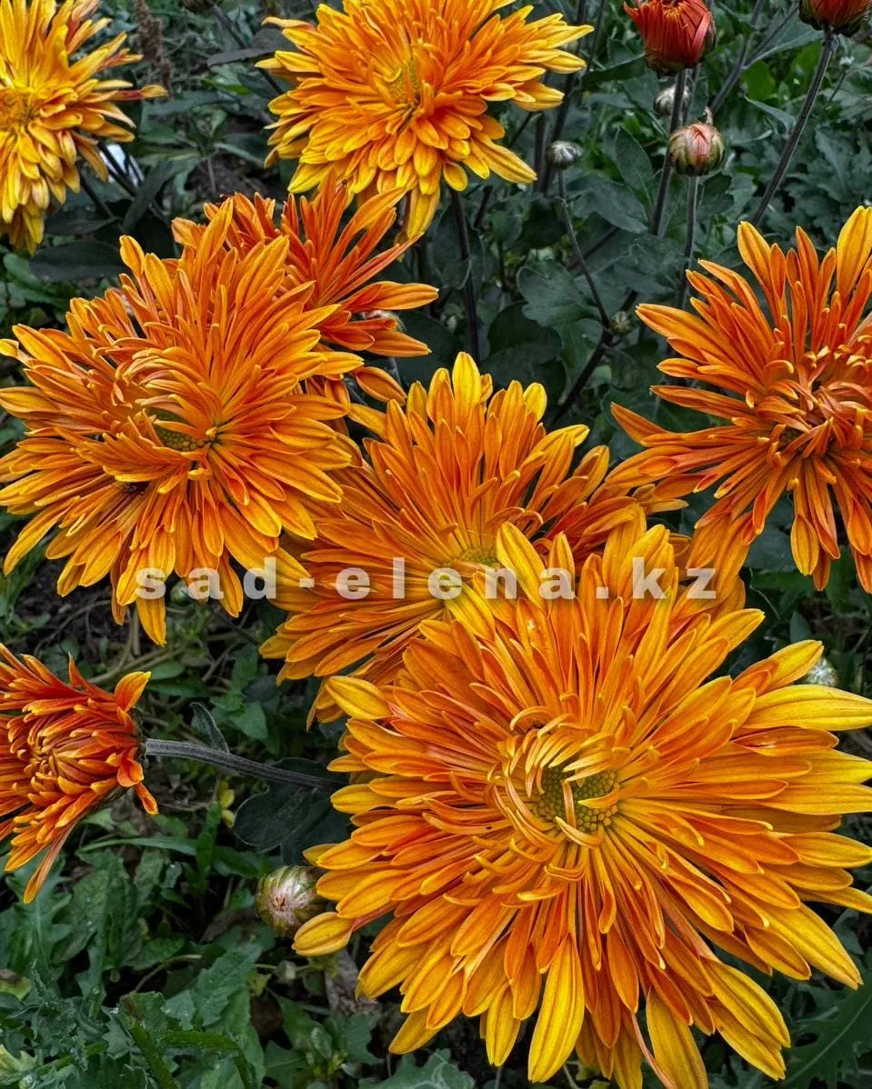 №153. Шалунья жёлтая