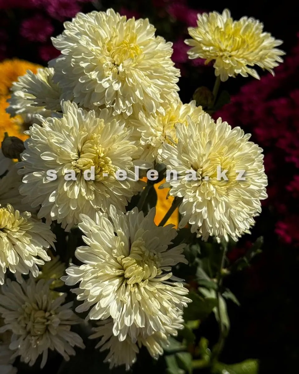 №159. Гуси лебеди