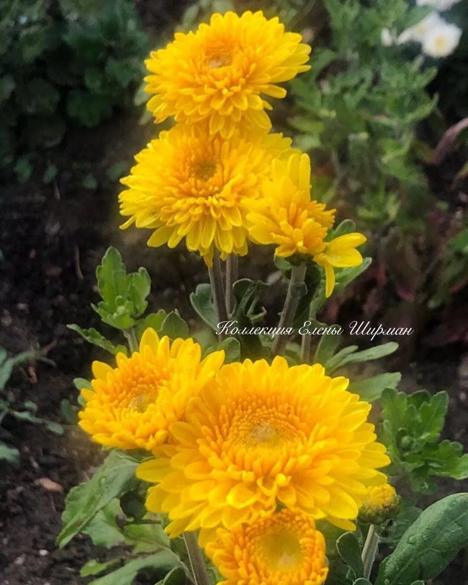№166. Littleton Yellow