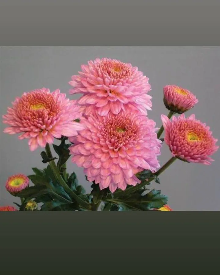 №169. Sally Pink