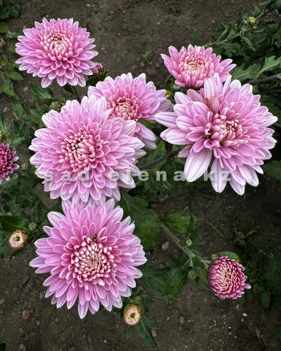 №170. Romeo Pink