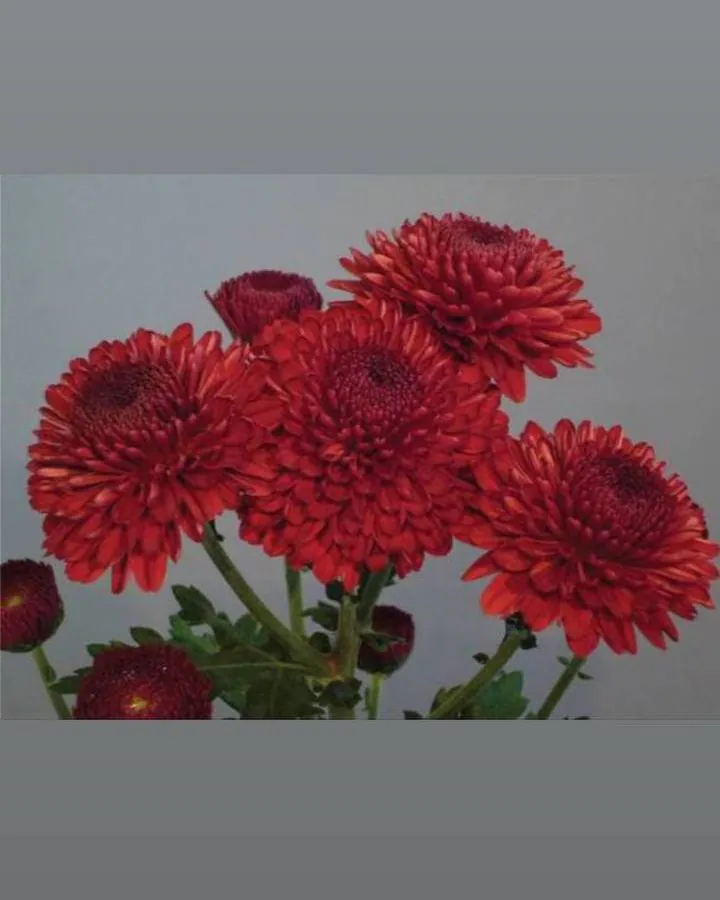 №172. Bruno Red