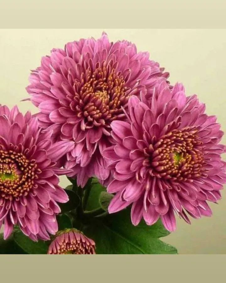 №173. Juweeltje Extra Lilac