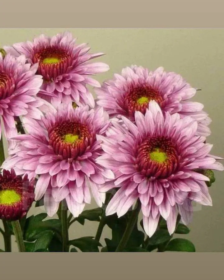 №174. Beppie Pink