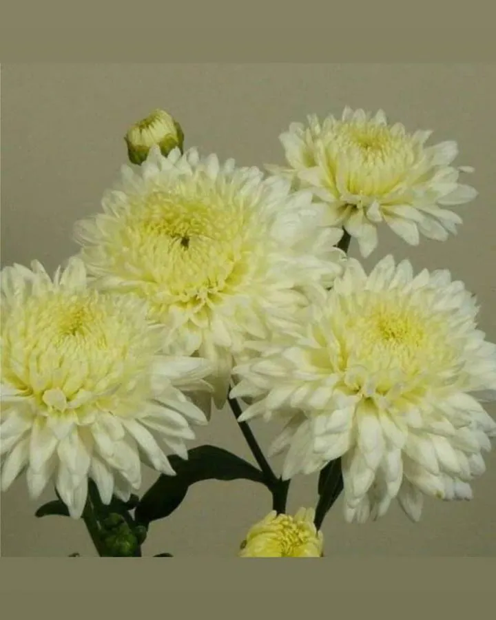 №176. Beppie White