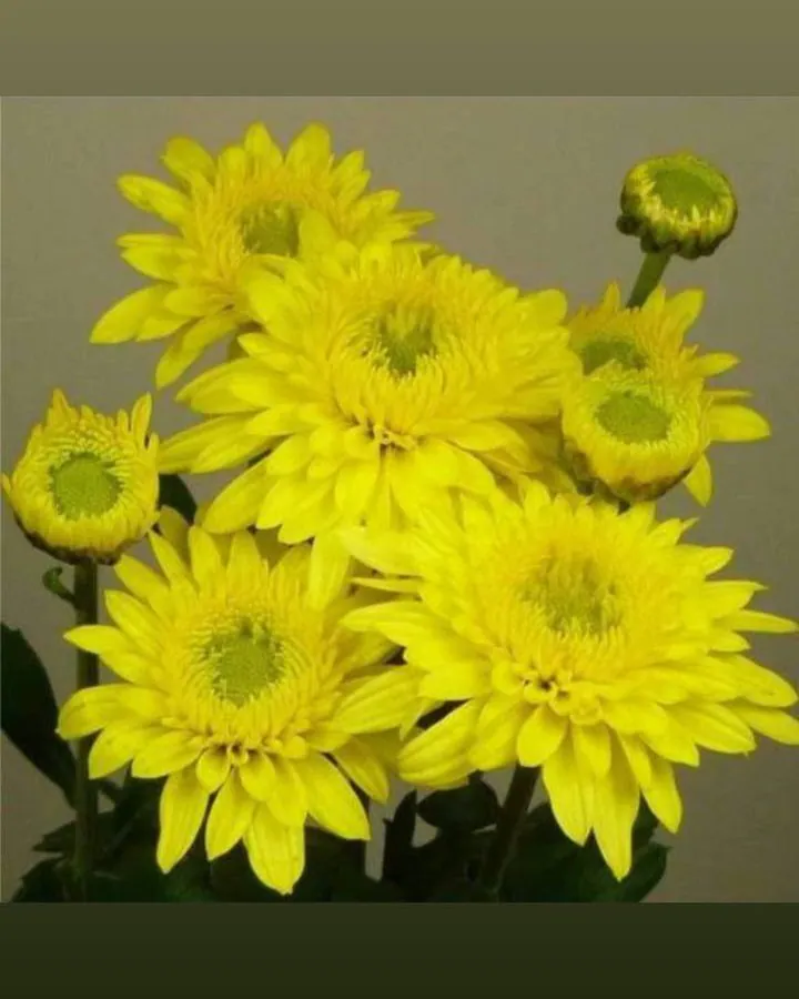 №180. Beppie Yellow