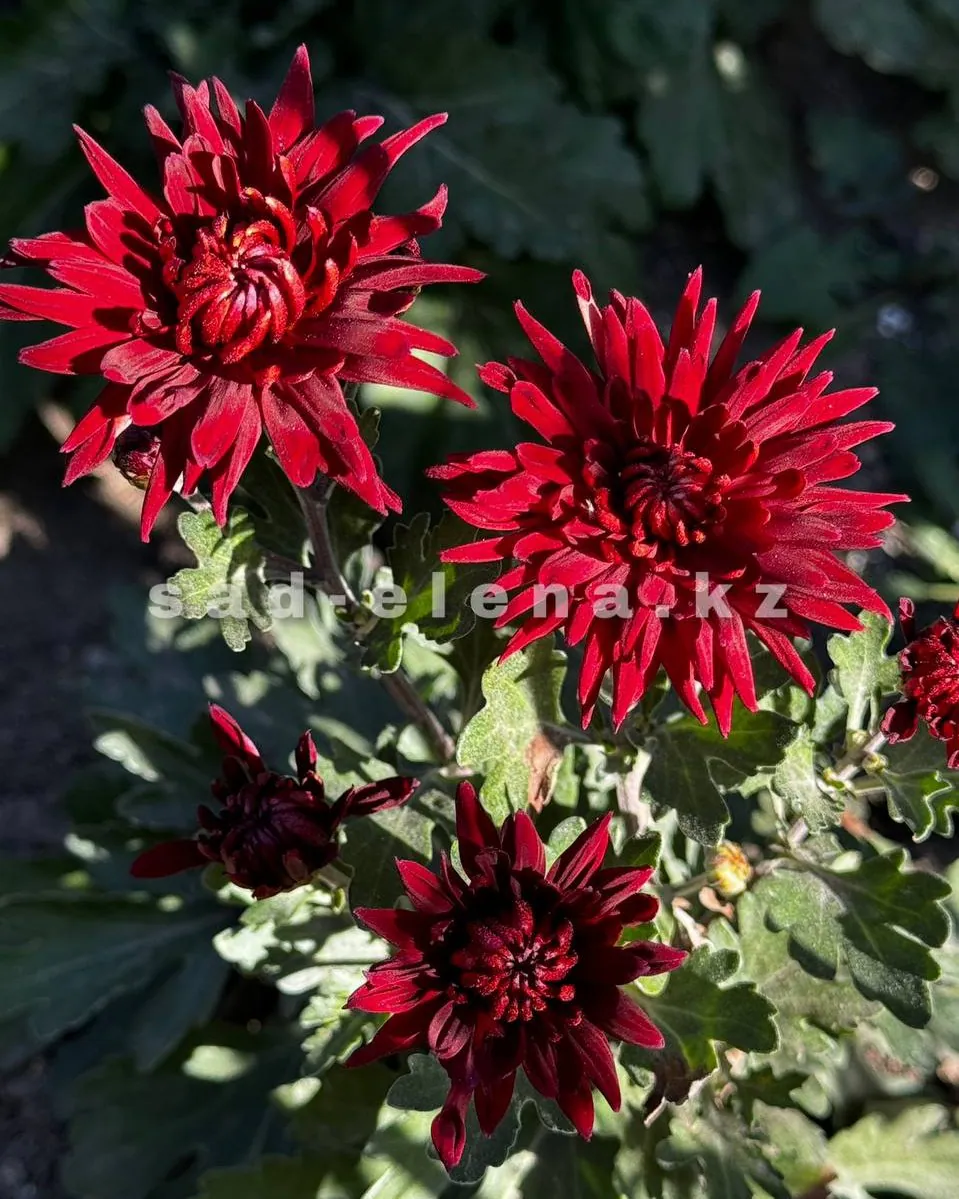 №182. Пиковая дама