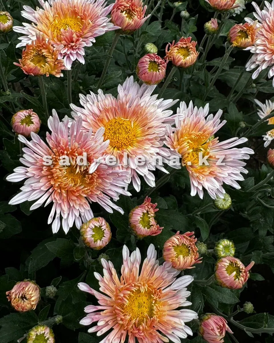 №183. Софистика (Белг 36-16)
