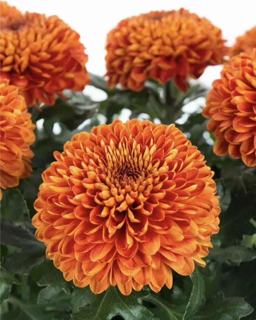 №209. Victoria Orange