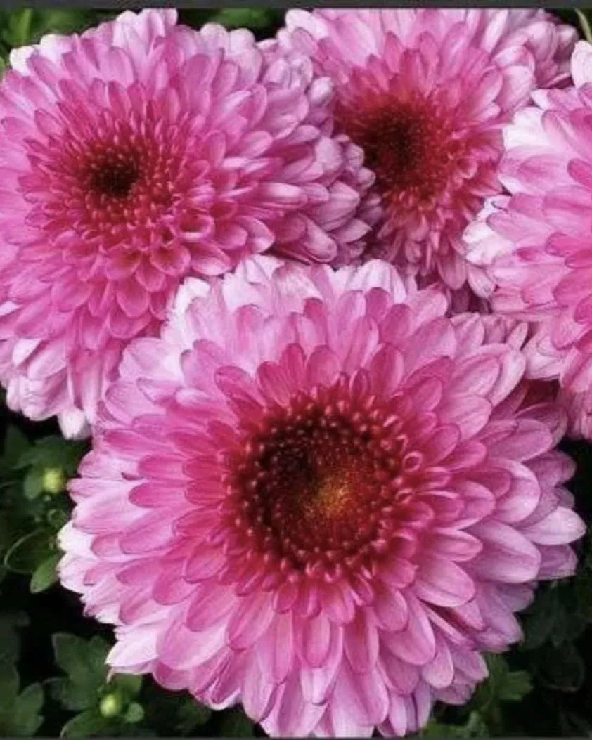 №212. Pompon Lilac
