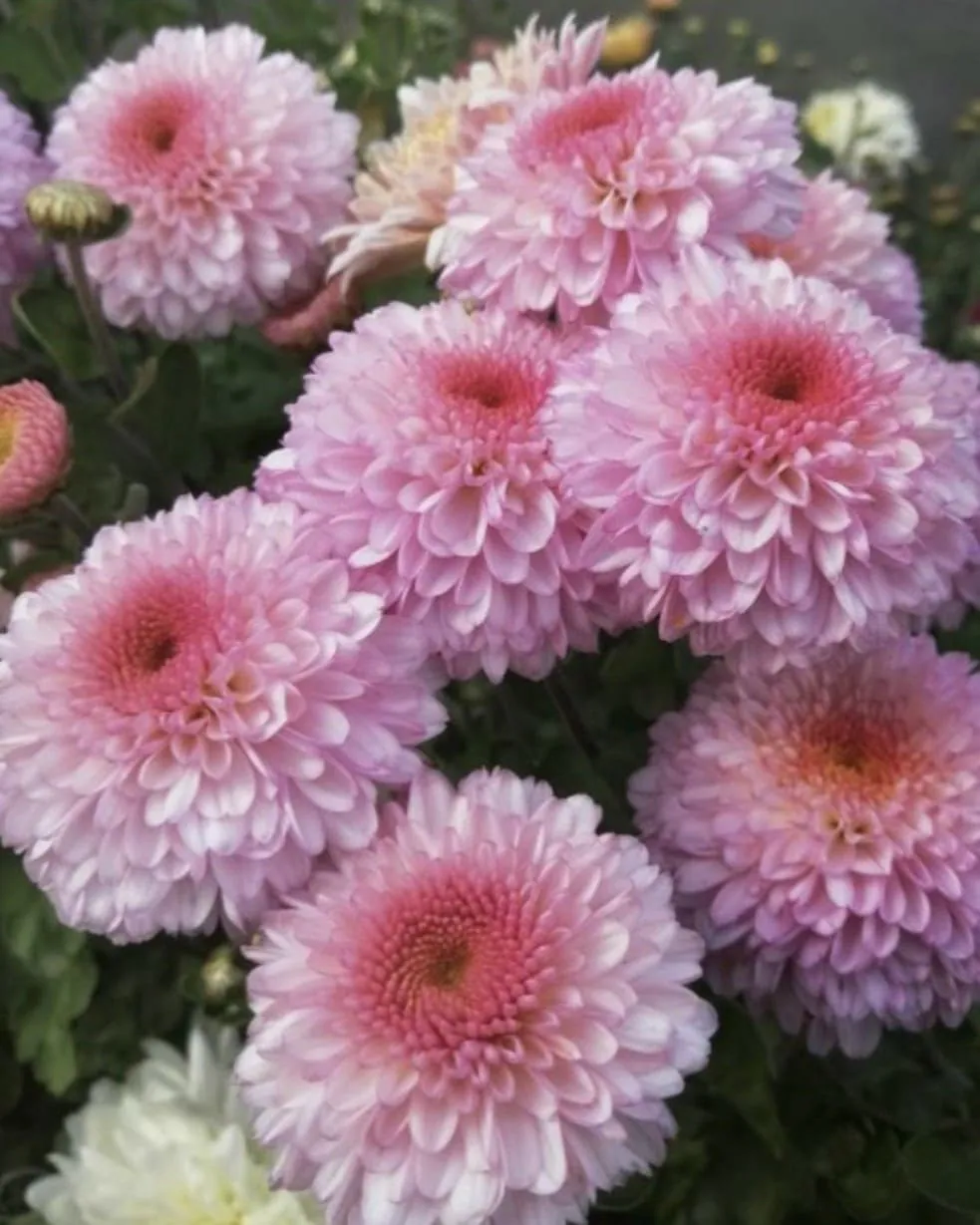 №213. Pompon Pink