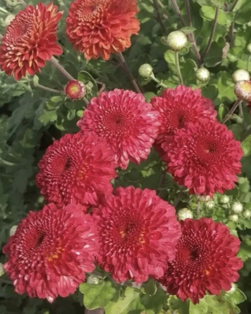 №214. Pompon Red