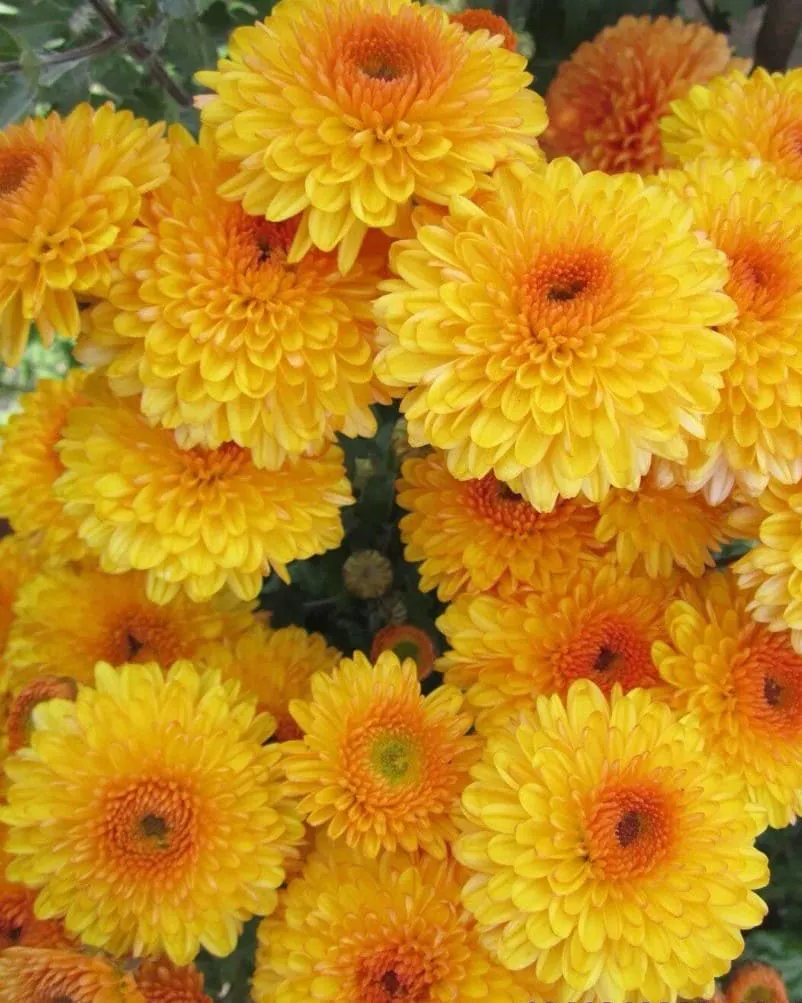 №216. Pompon Yellow