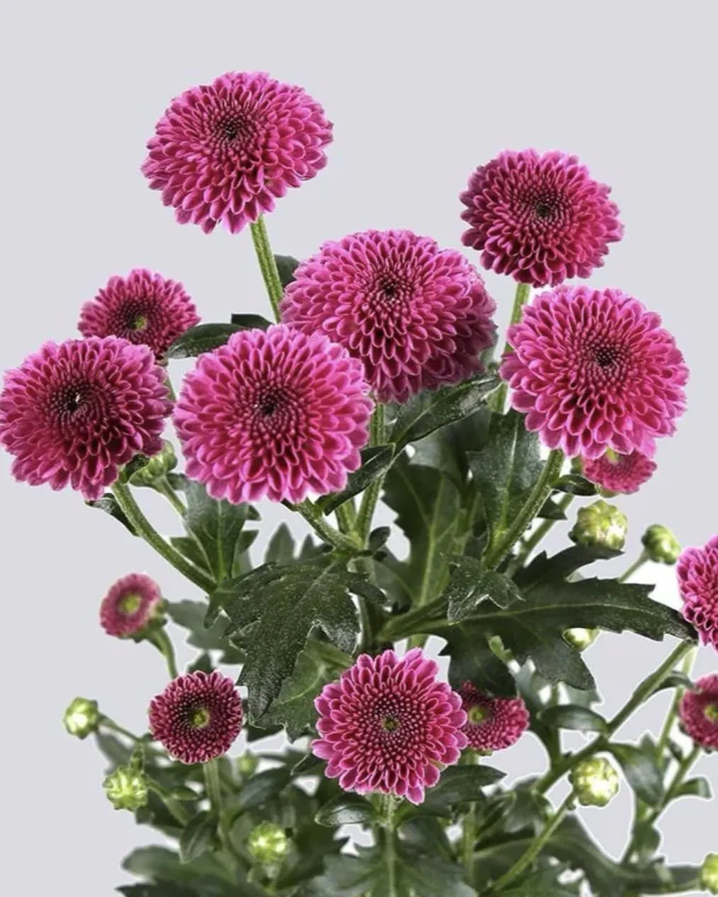 №220. Santini Calimero Purple
