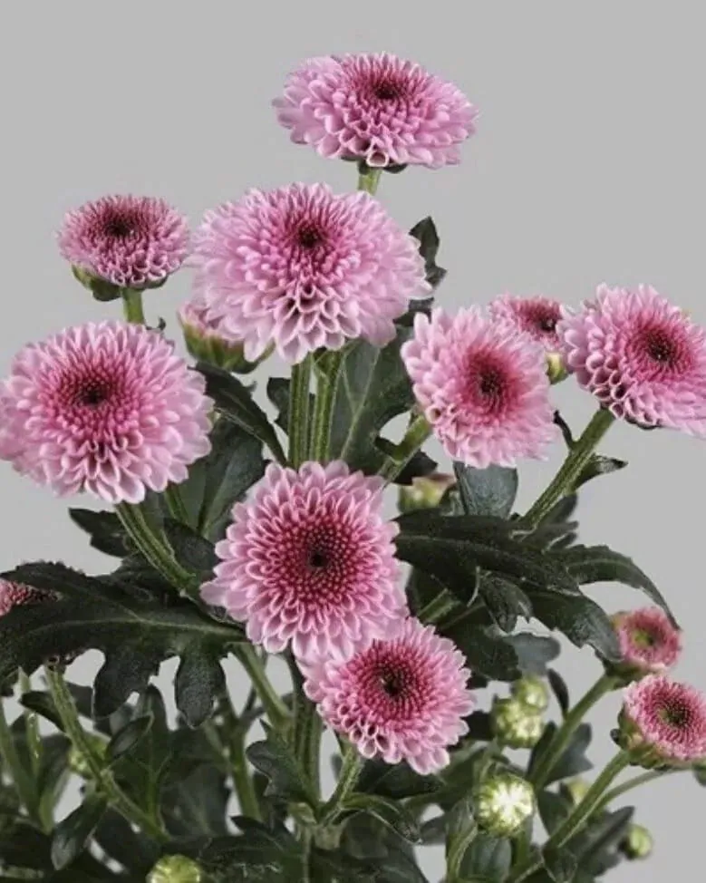 №221. Santini Calimero Pink