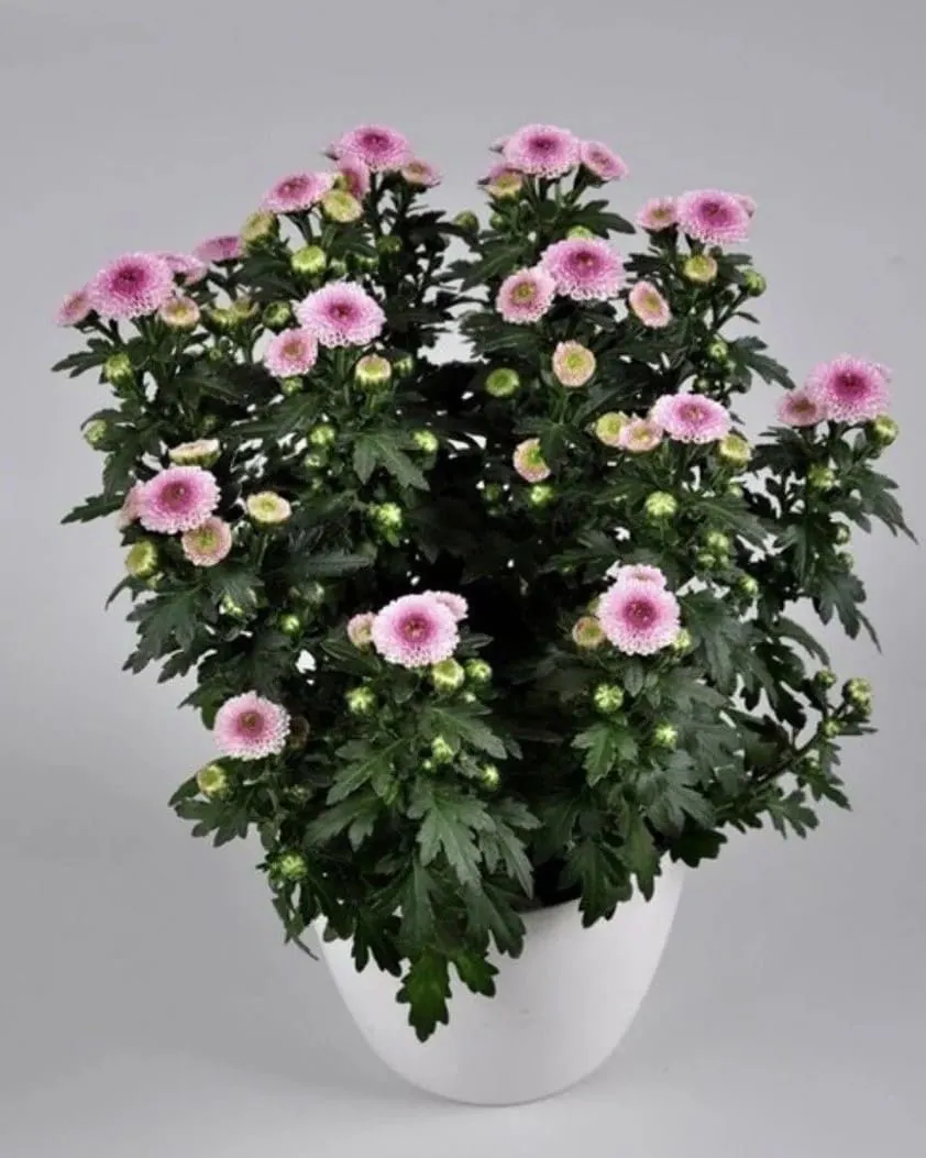 №222. Santini Calimero Light Pink