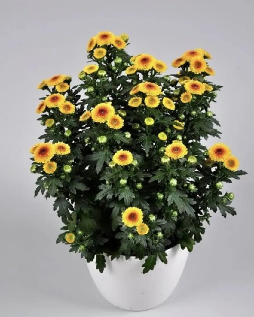 №223. Santini Calimero Golden Yellow