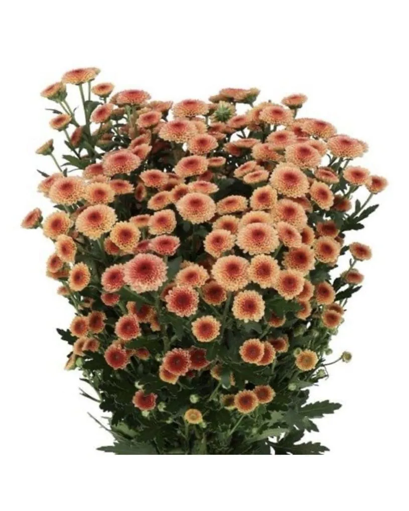 №224. Santini Calimero Orange